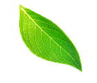 shape1
